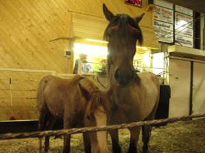 The attitude of this pair of horses in the sales ring was typical of the calm demeanor and stance of the wild horses as they came through the sales ring in Wishek on Saturday afternoon.