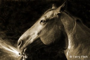 photo by Terry Fitch