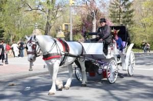 Horse-drawn carriages may be a thing of the past when the new mayor takes control.