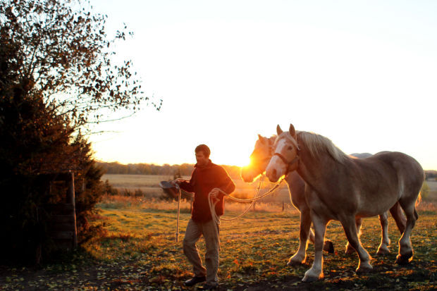 Alex McKiernan works with Duke and Duchess at Robinette Farms near Martell on Saturday, Nov. 2, 2013.