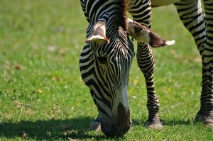 4-4-million-year-old-horse-fossil-discovered-may-be-a-new-species