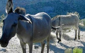 burro-300x186