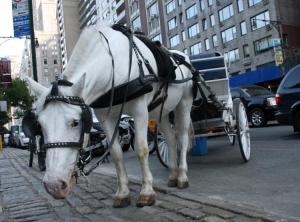 New York Carriage Horse - photographer unknown