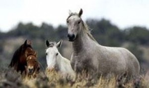 wildhorses-300x178