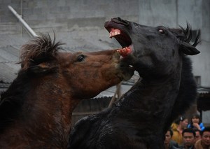 he horses are pushed to kick and bite each other by the presence of a female. Photo by Mark Ralston/AFP/Getty Images.