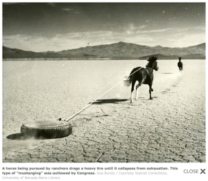 The BLM now uses helicopter contractors to chase, harass and capture wild and horses that they should be protecting.