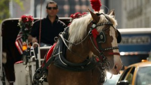 NYC Horse Carriage