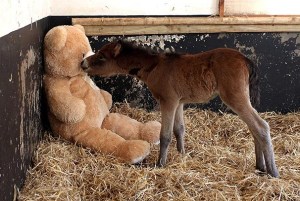 foal pic1