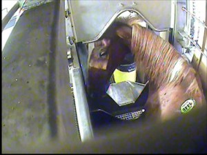 photo courtesy of Canadian Horse Defence Coalition