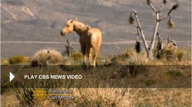 Click IMAGE to view Video