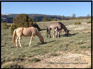 Cloud's youngsters are at risk.  Photo by R.T. Fitch of Wild Horse Freedom Federation