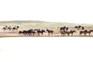 Wild horses gather near the reservoir outside Cody on Tuesday. The Cody-based wild horse advocacy group Friends of a Legacy has partnered with the Bureau of Land Management and Marathon Oil to build reservoirs on 110,000 acres of BLM land, ensuring that the herd of roughly 150 horses has a sustainable water supply. - photo by Ryan Dorgan