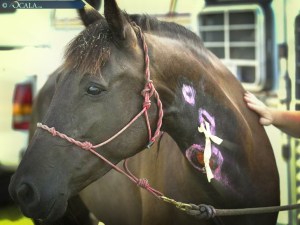 Penrod drains hang out of Kate's wounds as she was well enough to attended the Poker Ride For Kate in Memory of Jolean Sunday morning, June 29, 2014, at the Florida Horse Park in Ocala, FL. Doug Engle/Ocala Star-Banner