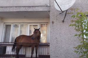 PAY-Balcony-horse