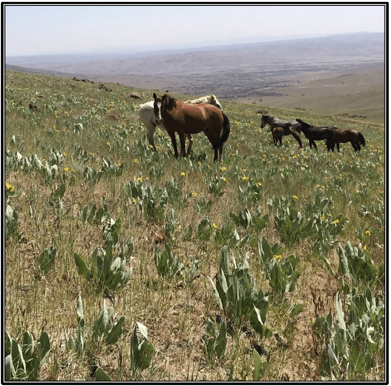 Twin Peaks June 2014