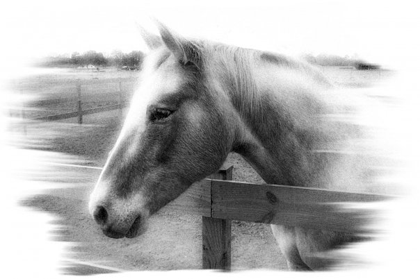 Illustration from Straight from the Horse's Heart by Terry Fitch of Wild Horse Freedom Federation