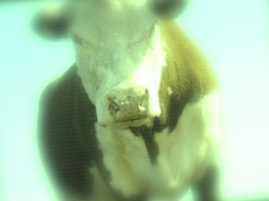 There's a lot of BULL rambling around in the office of Wyoming's Governor