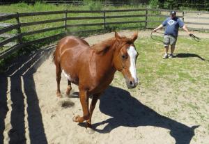  Jennette Barnes for The Boston Globe Iraq War veteran Rich Muldoon works with a horse named Kipper as part of the Wild Hearts Therapeutic Equestrian Program in West Bridgewater. The horses help people who suffer from post-traumatic stress, brain injury, and psychological illnesses.