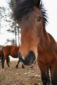 Rock Star, whose sale to slaughter mobilized the community. (Courtesy)