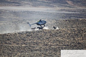 BLM terrorizing what's left of Wyoming's wild horses. ~ photo by Carol Walker of Wild Horse Freedom Federation