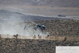 BLM destroying the last of Wyoming's Wild Horses for the benefit of Welfare Ranchers ~ photo taken last week by Carol Walker of Wild Horse Freedom Federation