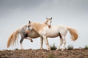 "Expectant" by David Cramer