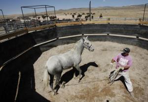 In this 2007 file photo, an inmate works with "Norton" in the round pen with part of the herd in the background as part of the wild horse program at the Gunnison State Prison in Gunnison. Tom Smart, Deseret News 
