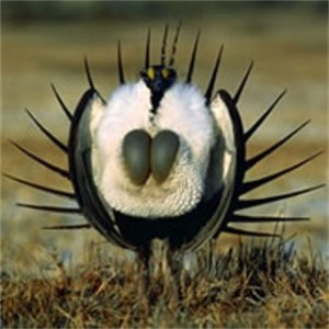 Sage Grouse