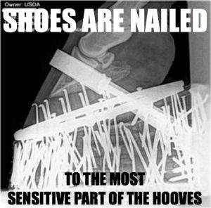 Tennessee_Walker_X-Ray