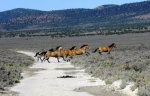 Triple B Horses - BLM