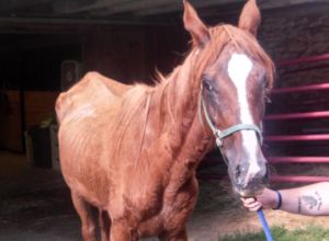 This chestnut-colored horse, now named Anastasia's Ally, is one of three found in late July in a severely emaciated state in New Holland and is the only one of the three to survive. The 17-year-old mare is recuperating at a horse rescue farm in Woodbine, Maryland.