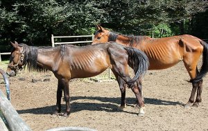 emaciated-horses711