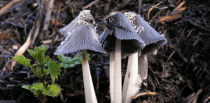 the-substance-was-found-in-grey-shag-that-grows-on-horse-dung
