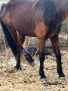 635530194064508499-Horses