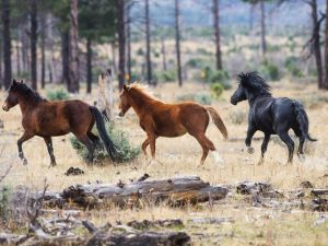 B9315375879Z.1_20141210221515_000_GNP9CEGU9.1-0