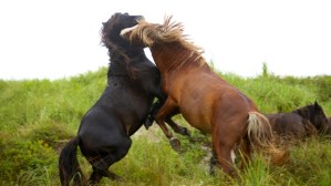 sable-island-stallion-fight