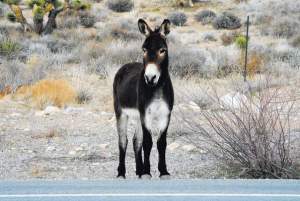 web1_WILDBURRO_12262010md_1