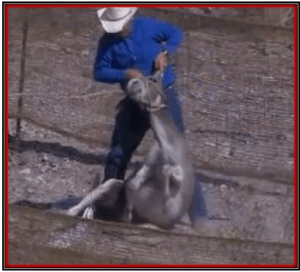 After being chased by a helicopter and roped and kicked by this wrangler who is paid with our tax money, this wild burro is then further abused by being pulled by the ears. Photo by Carl Mrozek