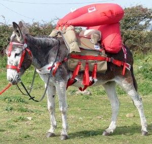 Getting ready to test the red saddle. / Courtesy Peter Muckle.