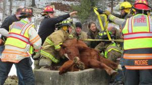 Goshen+Horse+Rescue