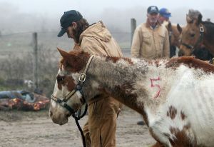 Shawn Loupe, with Habitat for Horses, walks one of 28 horses seized Wednesday in Jamaica Beach.  ~ JENNIFER REYNOLDS/The Daily News