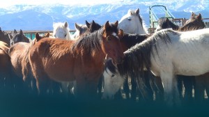 15864833504_0727dc9c0e_b