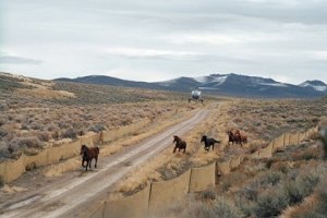 Fish Creek HMA roundup (photo:  Bureau of Land Management)