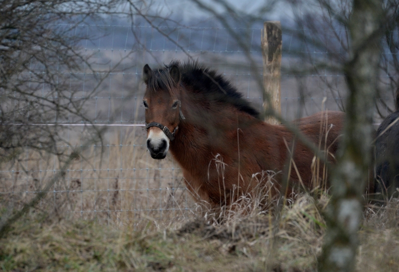A wild horse in the enclosure in Milovice town, 70 km far from Prague. Photo courtesy: AFP