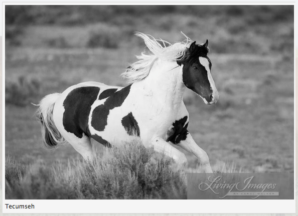 Click on image to view photos and to read Carol's complete story