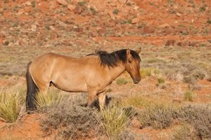wild-horse-in-utah