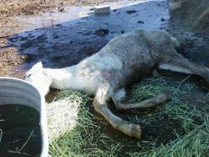 dt.common.streams.StreamServer