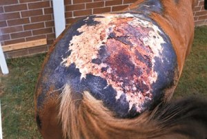 horse-with-3rd-degree-burn