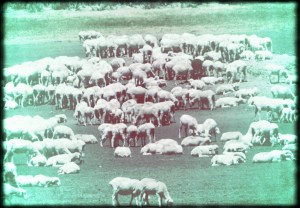 Private welfare sheep abound on public land