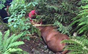 Courtesy Lake Oswego Fire/Twitter